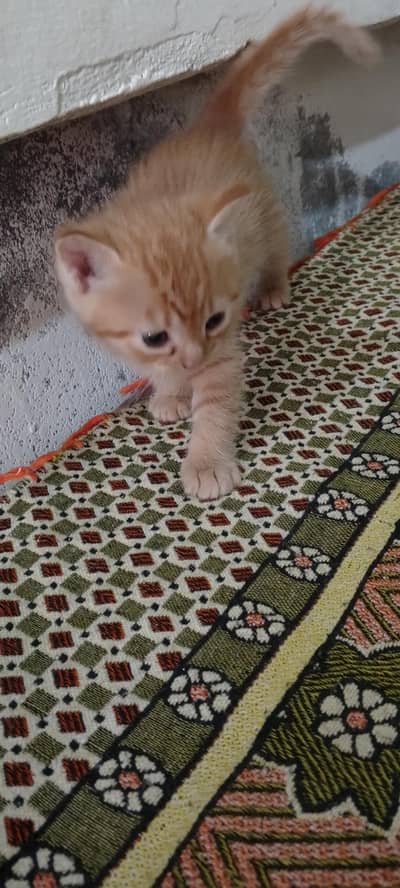 ful playing and active kitten brown 