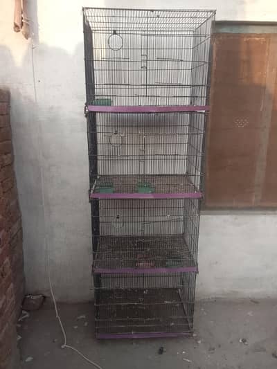 Birds cage