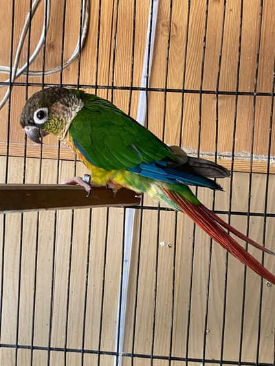 Yellow Sided Conure high red factor with dna
