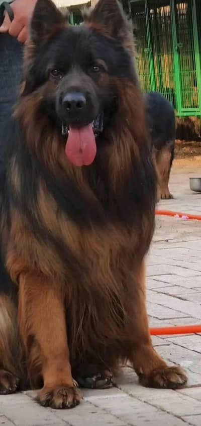 German shepherd long coat male pink pridgree male