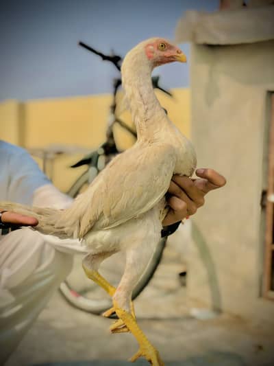 Pure White assel shamo pathiyn& patha