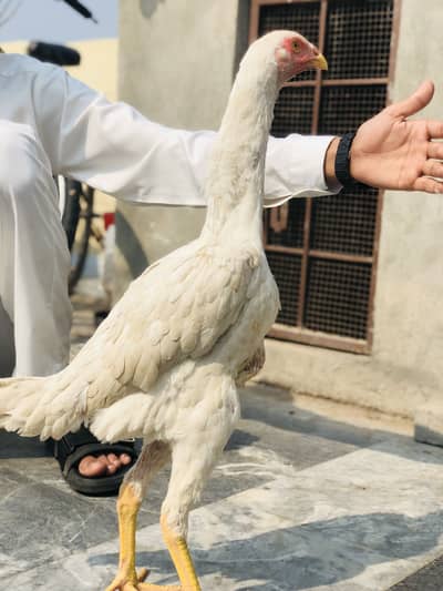 Pure White assel shamo pathiyn& patha