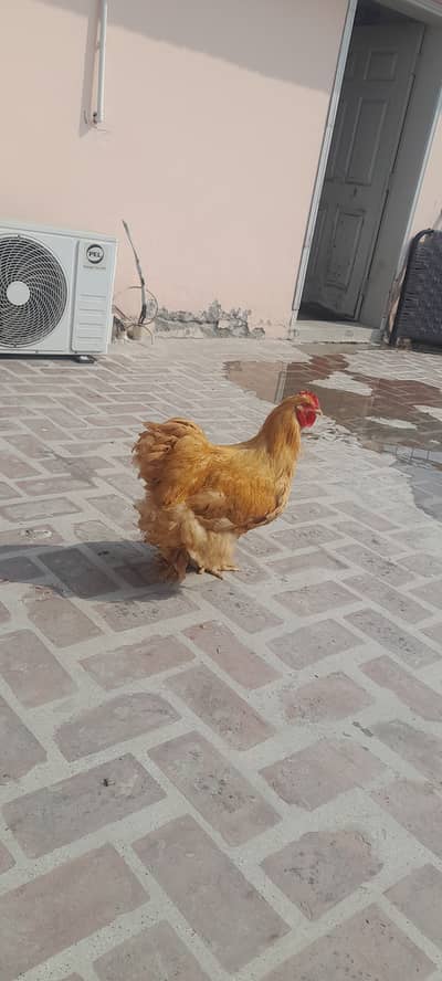 Heavy Male Golden buff Roosters