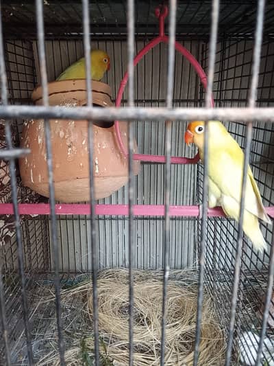 dackino pair fully prepared for breeding