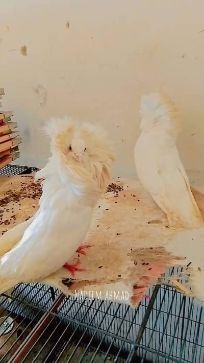 breader pair03261806467