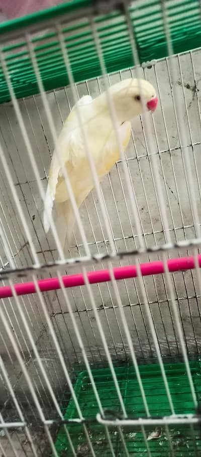 Original Alexandrine,ring neck,torquese blue,cream female