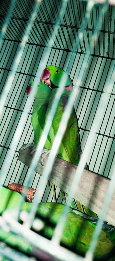 Original Alexandrine, king size face to face talking and tamed