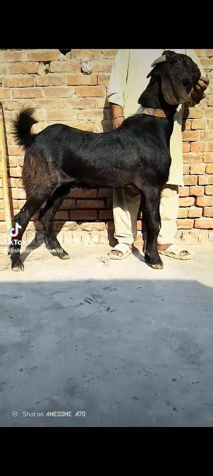 ماشاءاللہ دو قربانی کے لیے بکرے پارسل دو دانت موٹے تازے وزنی 0