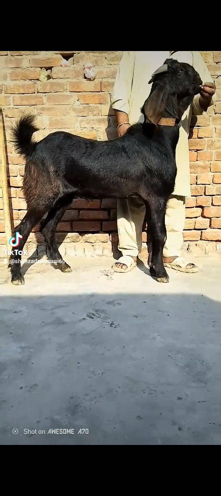 ماشاءاللہ دو قربانی کے لیے بکرے پارسل دو دانت موٹے تازے وزنی 2