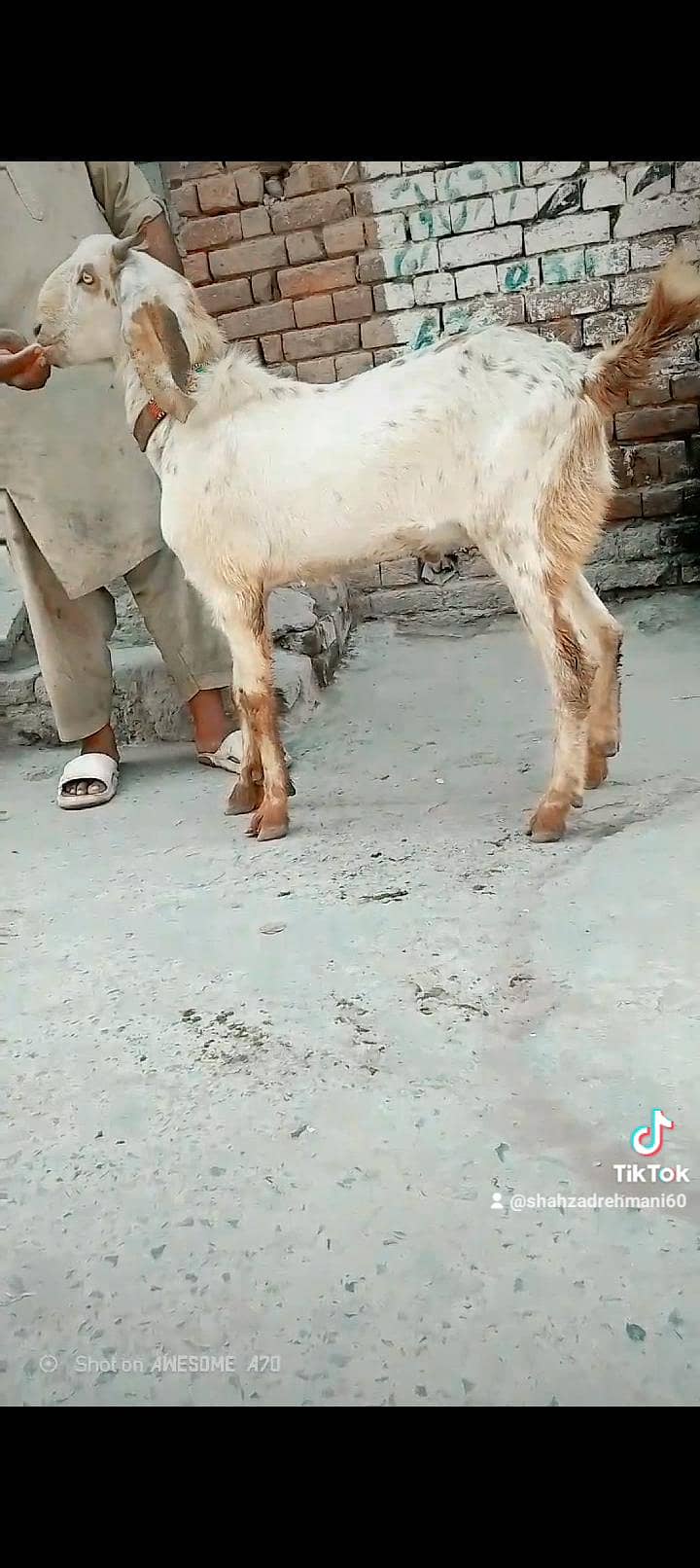 ماشاءاللہ دو قربانی کے لیے بکرے پارسل دو دانت موٹے تازے وزنی 3