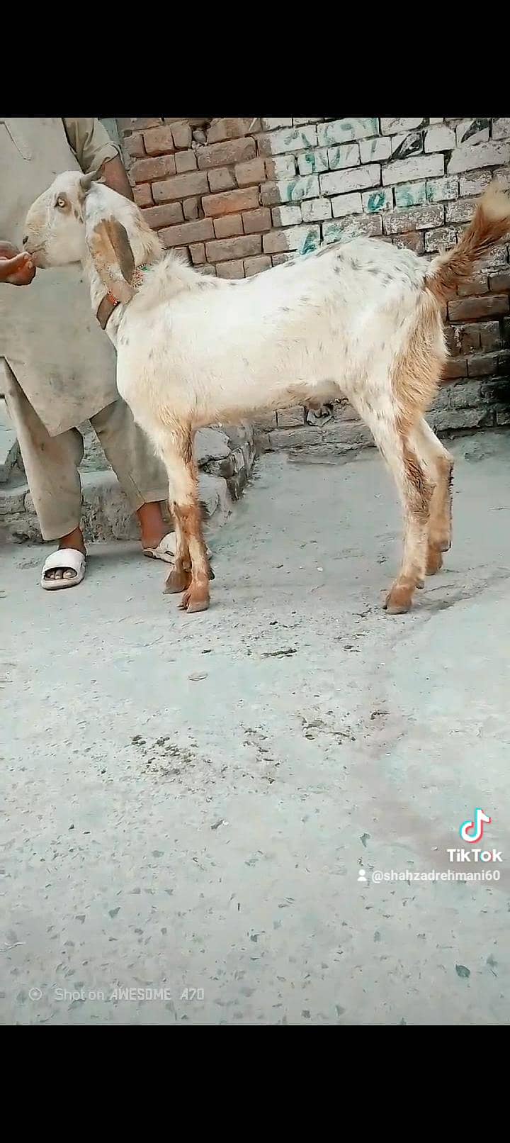 ماشاءاللہ دو قربانی کے لیے بکرے پارسل دو دانت موٹے تازے وزنی 4