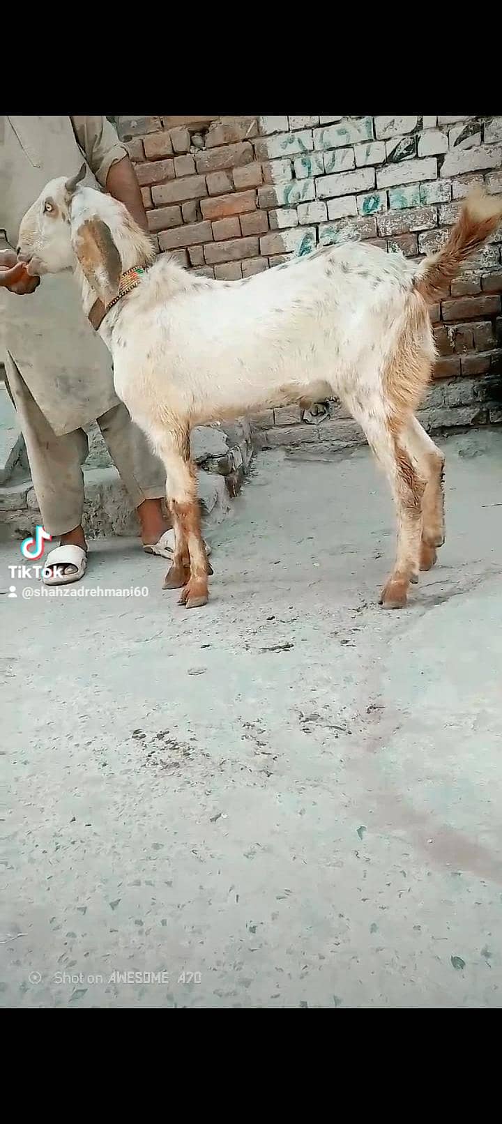 ماشاءاللہ دو قربانی کے لیے بکرے پارسل دو دانت موٹے تازے وزنی 5