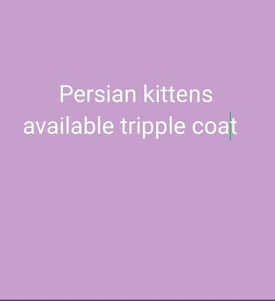 Persian kittens