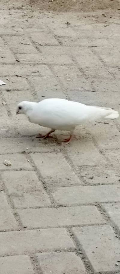 fancy bagri. sentent