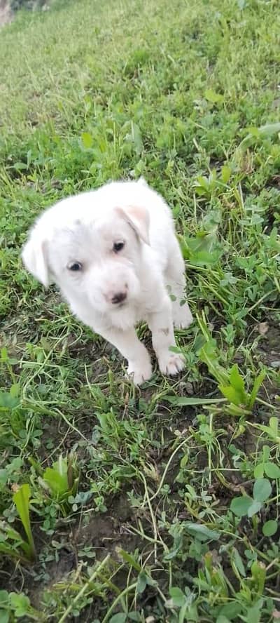 1 month age Pisti Male Dog