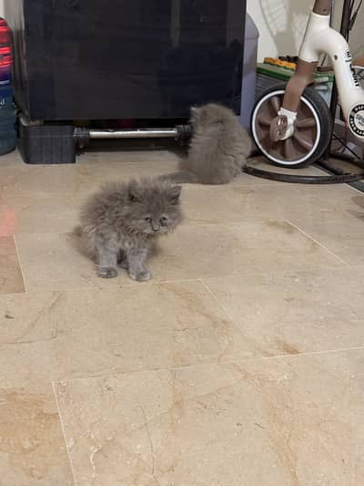 Cats pair for sale best for family