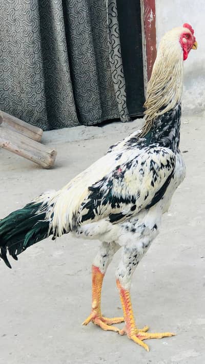 garmen shamo or coco shamo