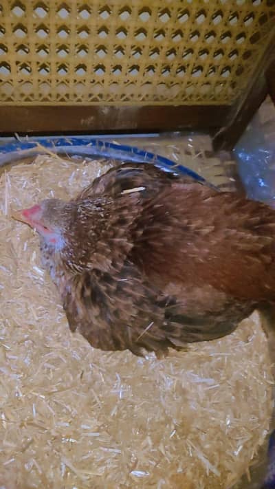 kurak Madi 03062279017