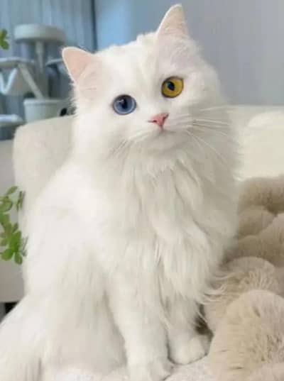 odd eyes white male female pair