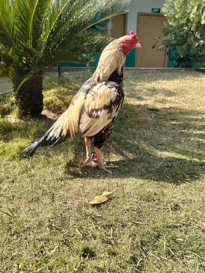 high quality aseel murga  for sale lassani  aseel sa exchange b ho jy