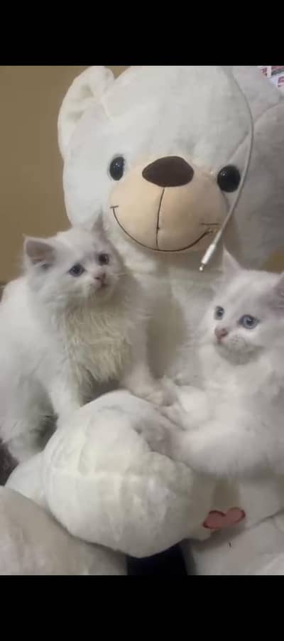 3 months old triple coat female kittens