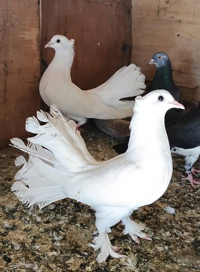 fantail laka kabotar pigeon