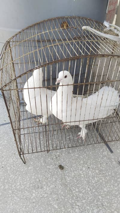 pegions for sale different breeds are also available