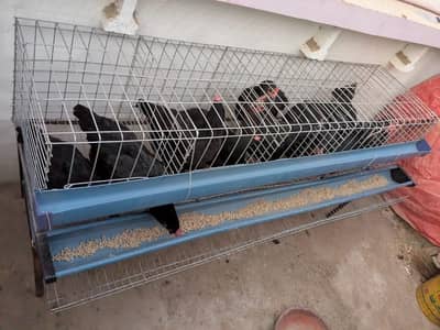 11 Lohman Black available for sale in Korangi