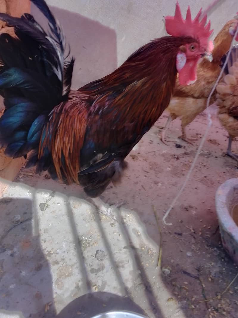 دیس مرغیاں اور مرغے 0