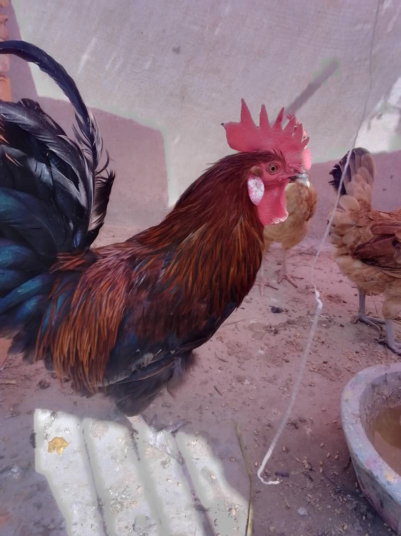 دیس مرغیاں اور مرغے 1