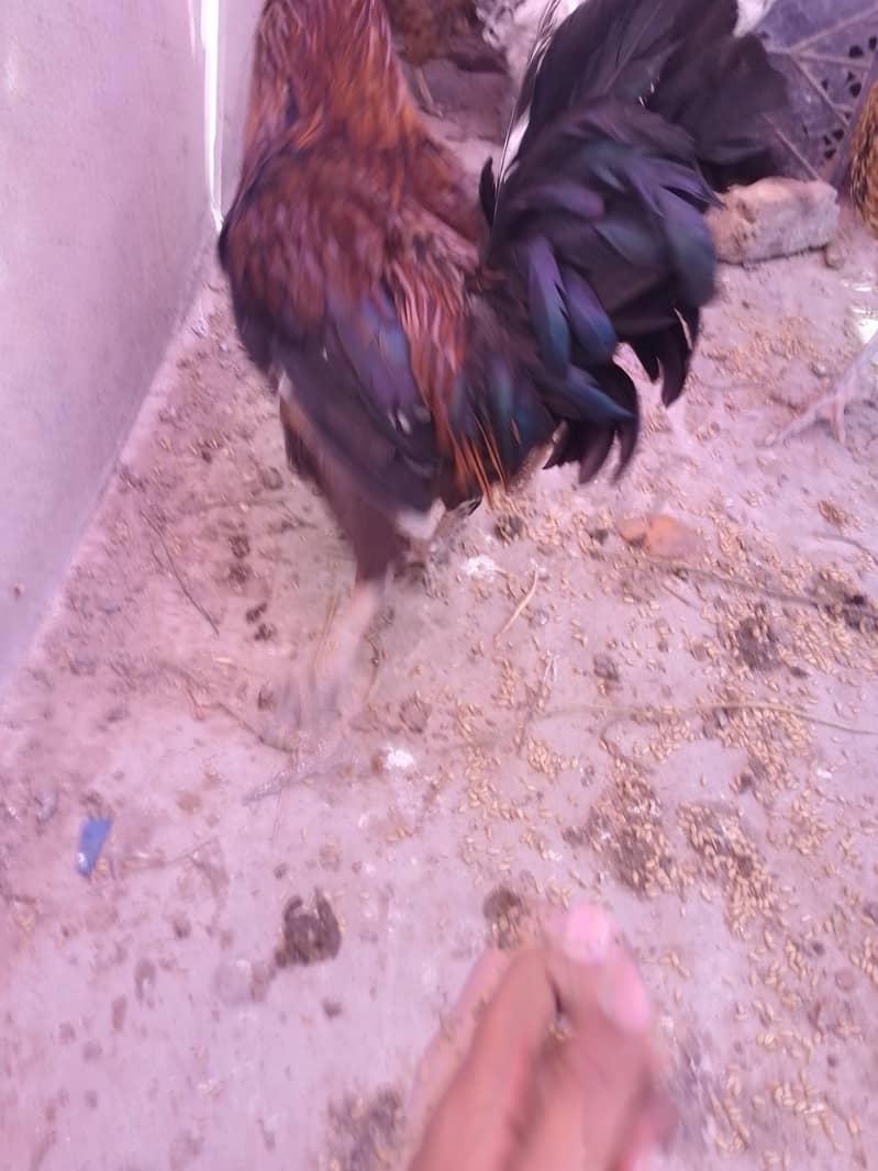 دیس مرغیاں اور مرغے 2