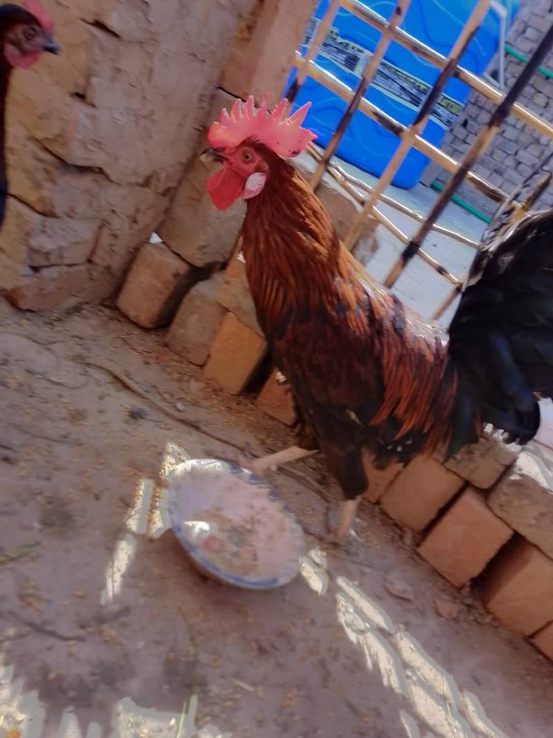 دیس مرغیاں اور مرغے 3