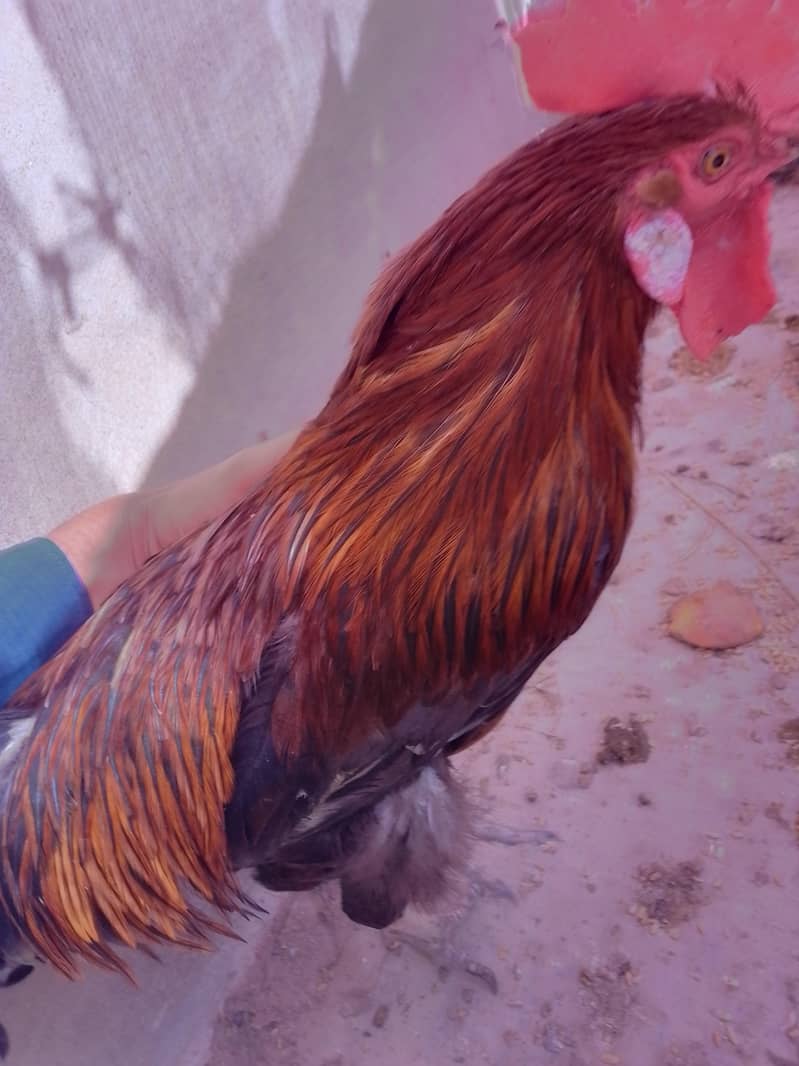 دیس مرغیاں اور مرغے 5