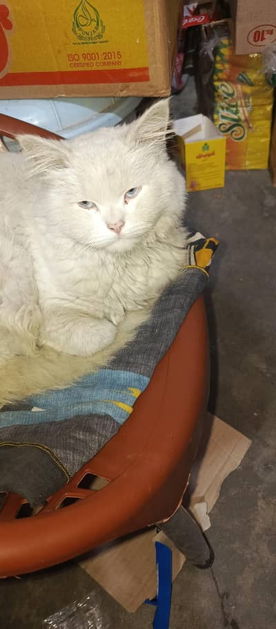 Persian cat for sale