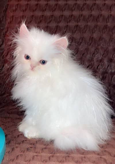 persian cat