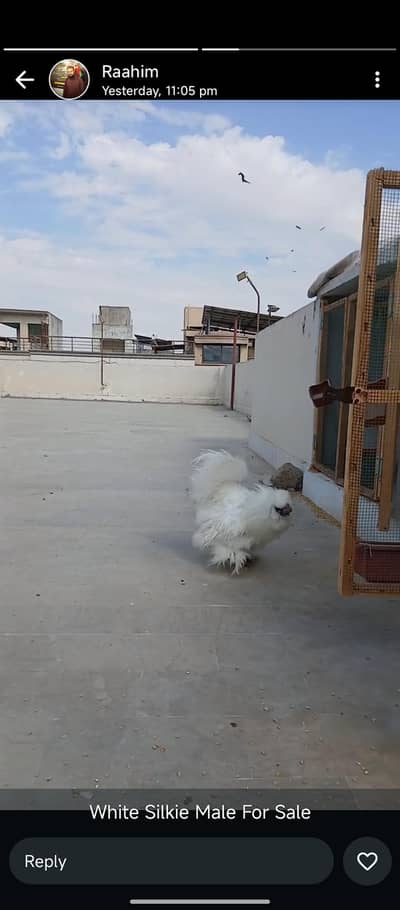 White Silkie Male For Sale Breeder Male