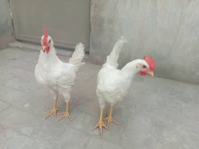 White hens male