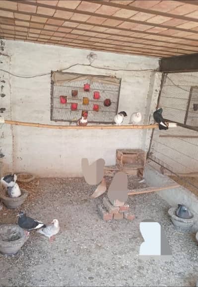 Variety Of Pigeons Avaliable For Sale 0309/698/5528