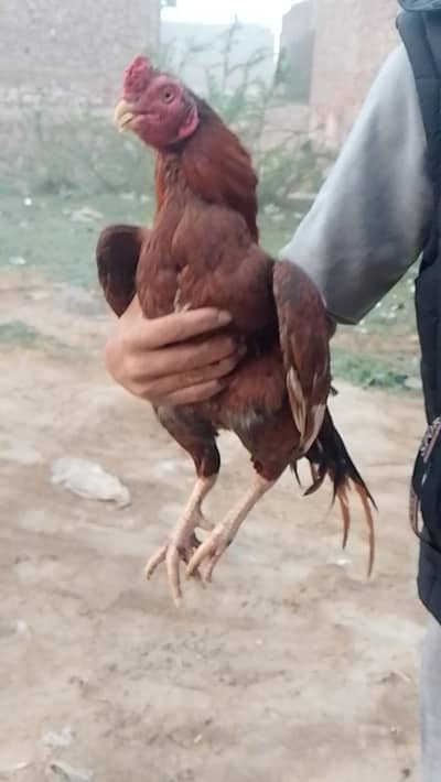 WhatsApp number 03701413204