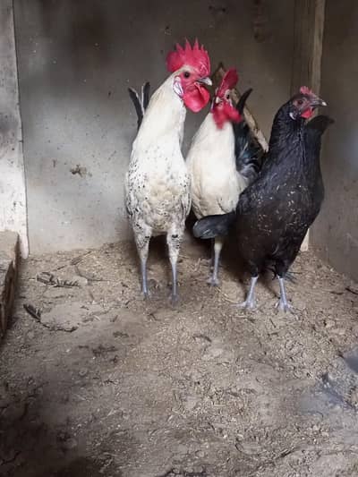 ek murga 2500 or murgi 1800