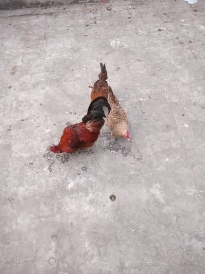 2 Murghiyan + 1 murgha