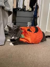 cat pumpkin costumes