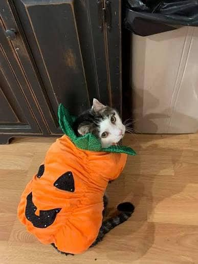 cat pumpkin costumes