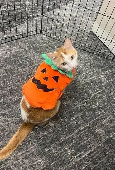 cat pumpkin costumes — photo 2