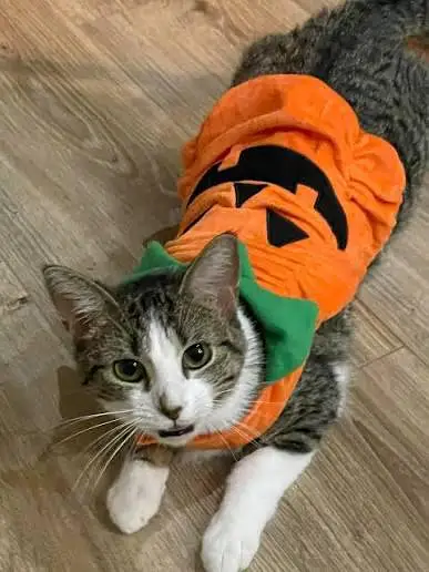 cat pumpkin costumes — photo 3
