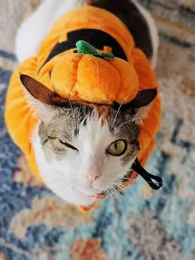 cat pumpkin costumes — photo 4