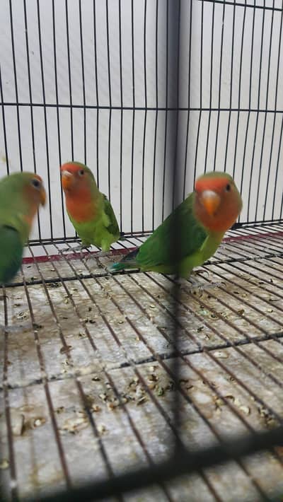 common lutino  + Rosicoli love bird