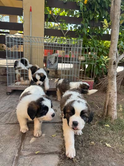 Saint Bernard Puppies| dog puppies | puppies for sale