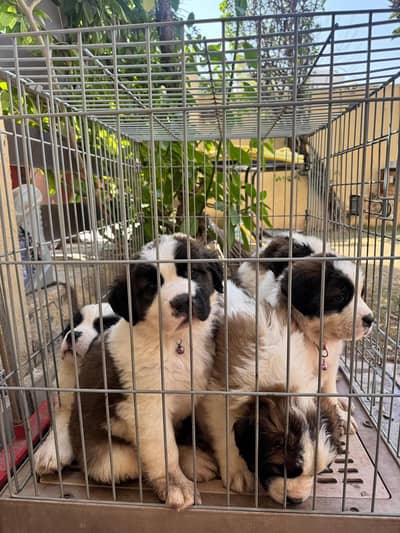 Saint Bernard Puppies| dog puppies | puppies for sale