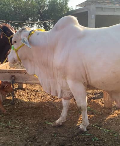 Nukra wacha for qurbani